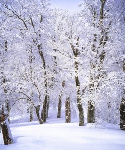 Trees Covered With Snow Paint By Number