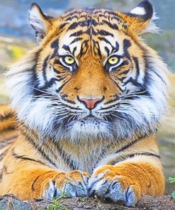 Beautiful Tiger Eyes Paint By Number