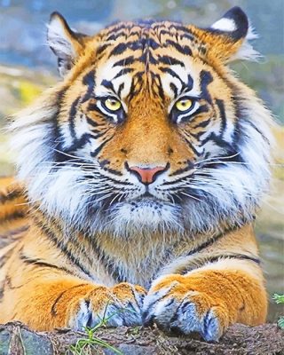 Beautiful Tiger Eyes Paint By Number