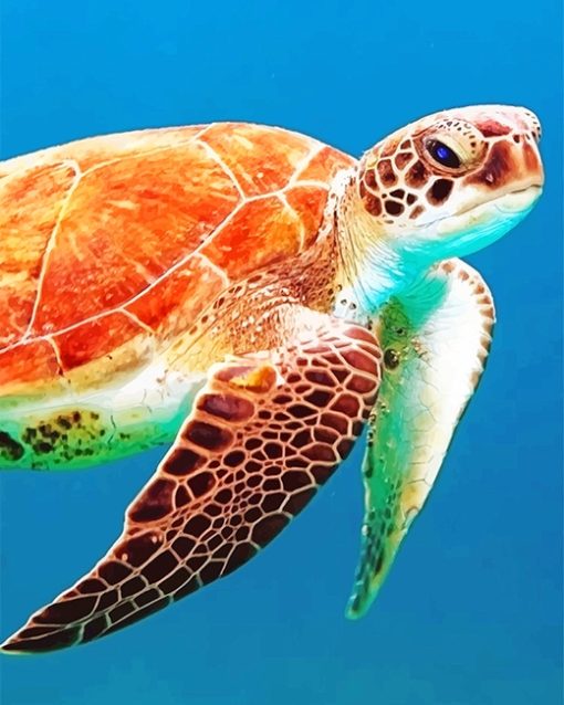 Brown Sea Turtle Paint By Number
