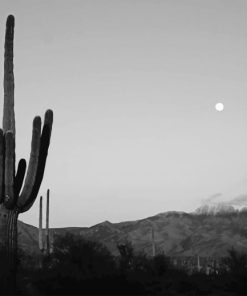 Cactus Moon Paint By Number