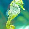 Cape Seahorse Paint By Number