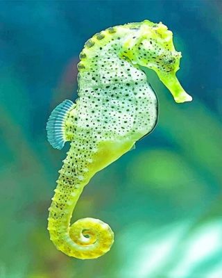 Cape Seahorse Paint By Number