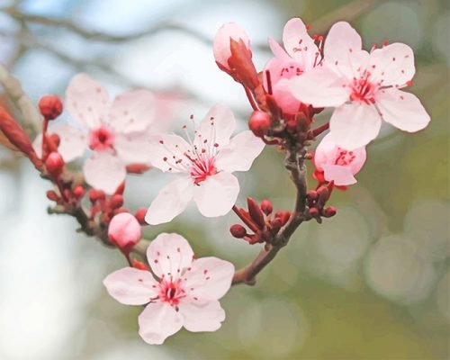 Cherry Blossom Paint By Number