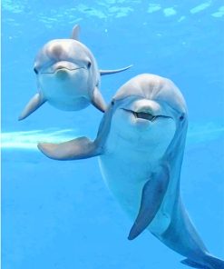 Cute Dolphins Paint By Number
