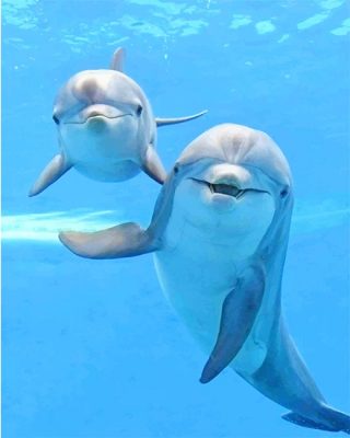 Cute Dolphins Paint By Number