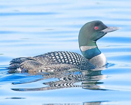 Loon Bird Paint By Number