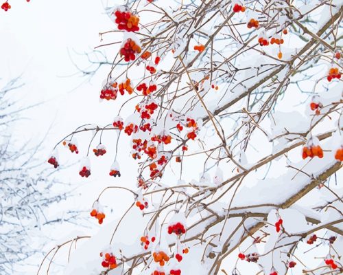 Red Flowers Snow Paint By Number