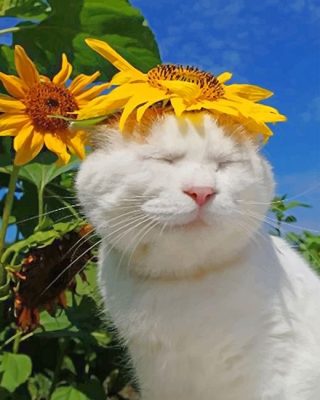 Cat With Sun Flowers Paint By Number