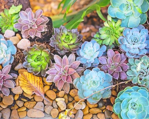 Colorful Succulents Paint By Number