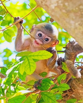 Cute Baby Monkey Paint By Number