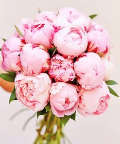 Pink Peony Flowers Paint By Number
