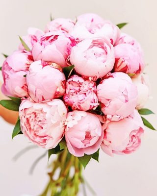 Pink Peony Flowers Paint By Number