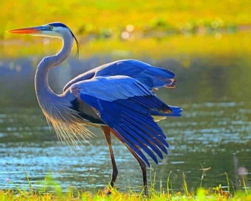 Great Blue Heron Paint by numbers