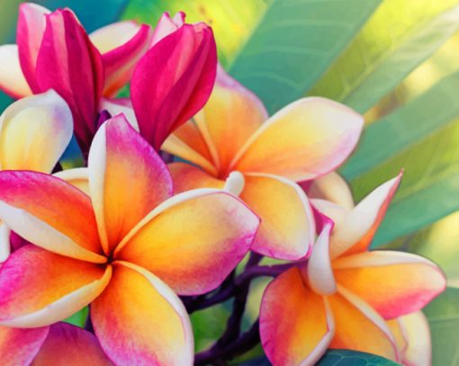 frangipani flower paint by number