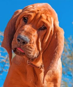 brown-bloodhound-paint-by-number