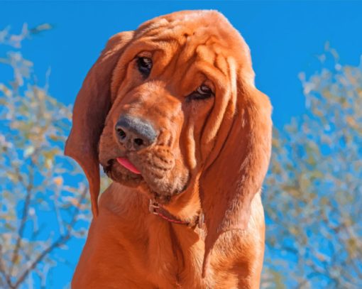 brown-bloodhound-paint-by-number