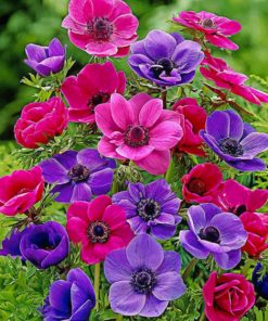 colroful-anemone-paint-by-number