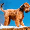 golden-wheaten-terrier-paint-by-numbers