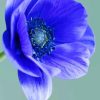 Anemone Flower Paint By Number