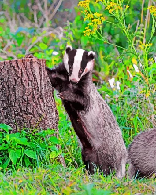 Badger Animal Paint by numbers