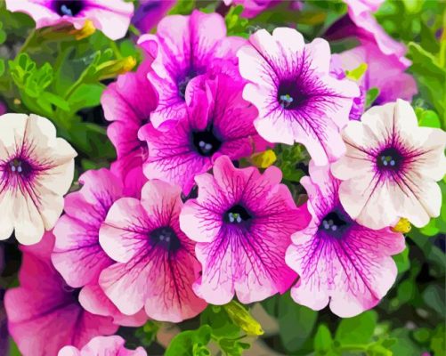 Blooming Purple Petunia Paint by numbers