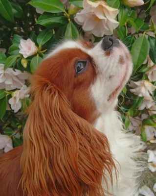 Cavalier-King-Charles-Spaniel-paint-by-number-510x639-1