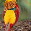 Golden Pheasant Bird Paint by numbers