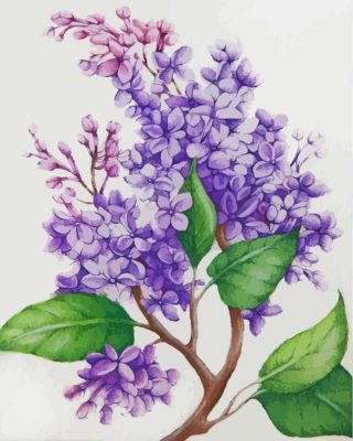 Lilac Flowers Paint by numbers