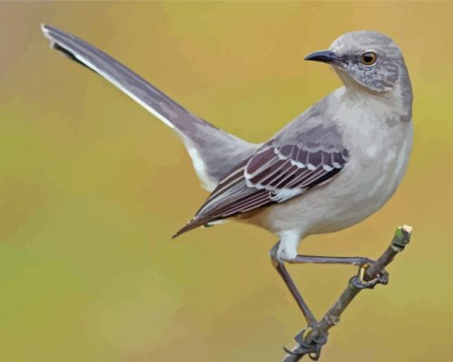 Mockingbird Bird Paint by numbers