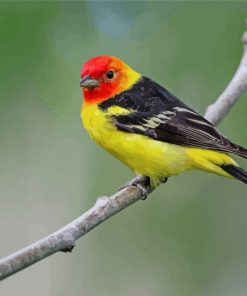Western Tanager Bird Paint by numbers