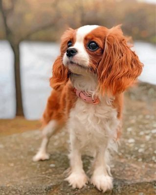 cavalier-puppy-animal-paint-by-numbers