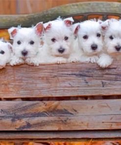 Cute westie puppies paint by numbers