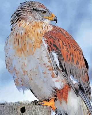 hawk-bird-paint-by-numbers