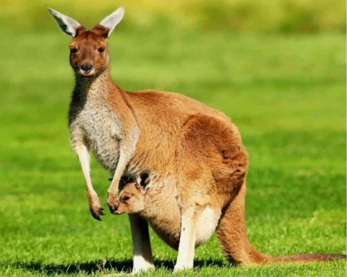 Kangaroo And Her Baby In Marsupium Pouch