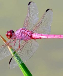 pink-dragonfly-paint-by-number