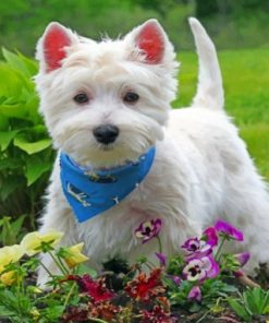 Stylish West Highland White Terrier paint by numbers
