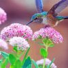 Bird In Pink Flowers paint by numbers