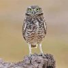 Burrowing Owl paint by numbers