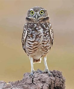 Burrowing Owl paint by numbers