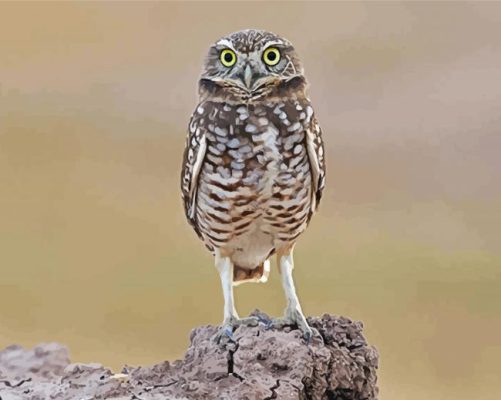 Burrowing Owl paint by numbers