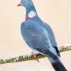 Common Wood Pigeon On Branch paint by numbers