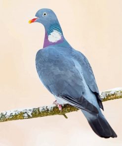 Common Wood Pigeon On Branch paint by numbers