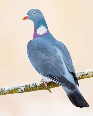 Common Wood Pigeon On Branch paint by numbers