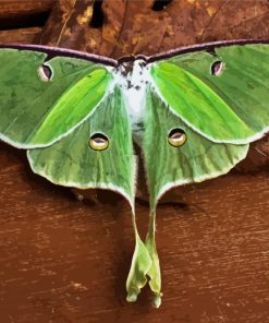 Luna Moth Insect paint by numbers