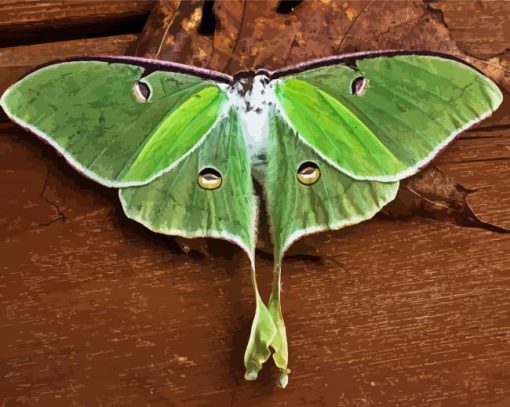 Luna Moth Insect paint by numbers