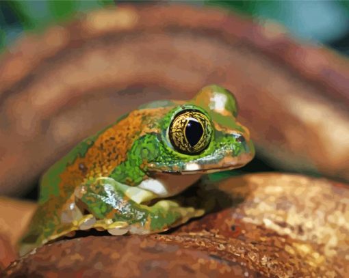 Peacock Tree Frog paint by numbers