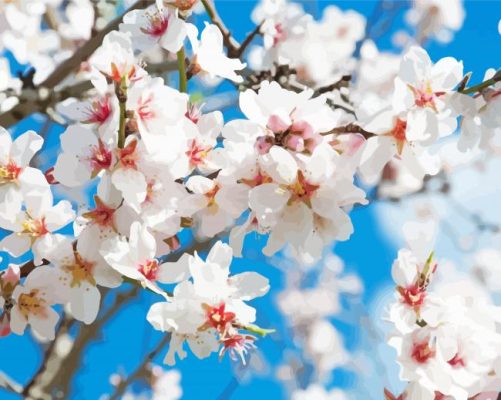 Almond Blossom paint by numbers