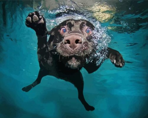 Black Dog In Water paint by numbers