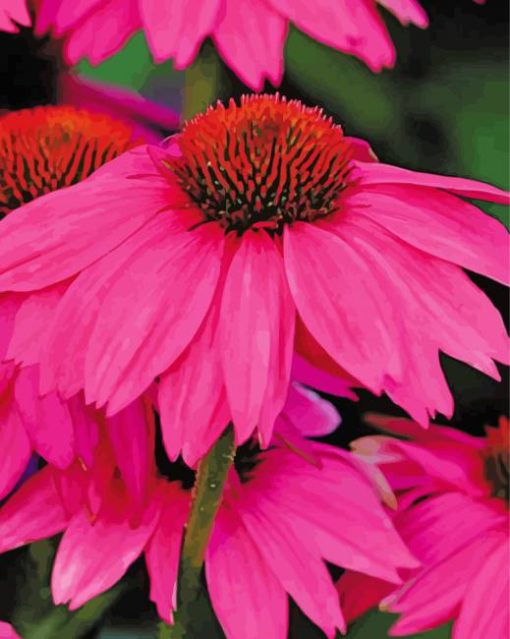 Echinacea Pink Flowers paint by numbers
